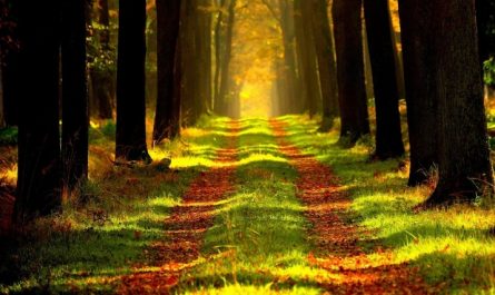 rêves de promenade dans les bois