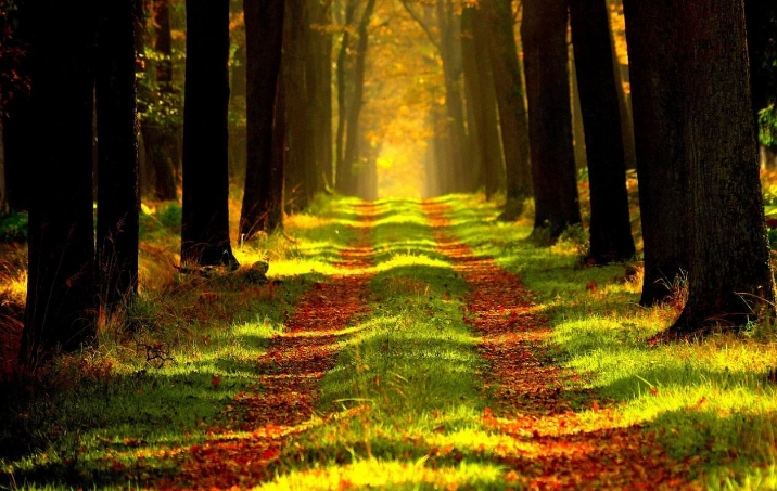 rêves de promenade dans les bois