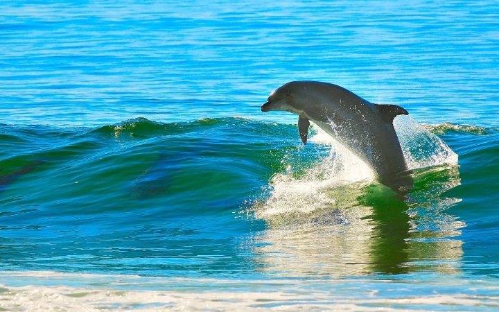 20 interprétations de rêves de dauphins : Rêve de nager avec des dauphins, Rêve de chevaucher des dauphins