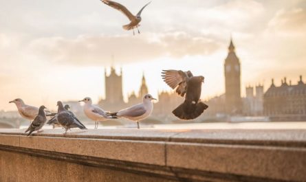 rêves d’oiseaux