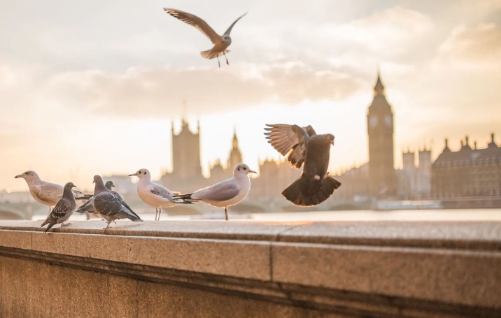 42 Interprétations de rêves d’oiseaux : Rêve d’attraper des oiseaux, Rêve de tuer des oiseaux