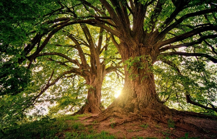 rêver de grands arbres