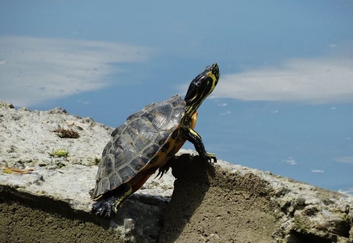 rêver de tortues