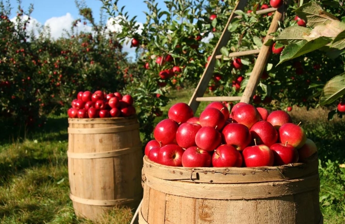 rêves de pommes